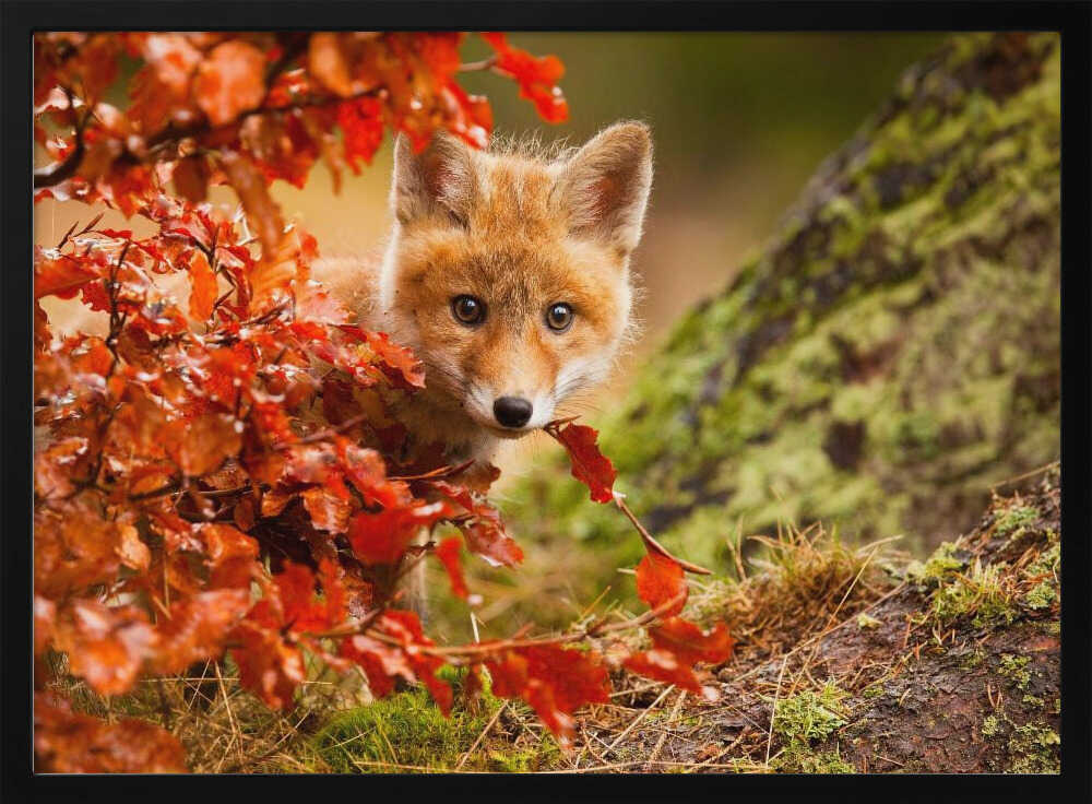 Curious Autumn Fox Cub Art Print UK — Landscape Fresh Wall Art — Nursery — Wall It All Prints
