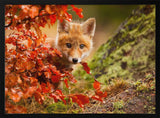 Curious Autumn Fox Cub
