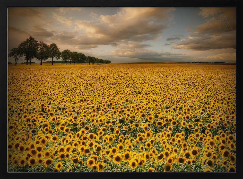Golden Sunflower Field Art Print UK — Botanical Vibrant Wall Art — Living Room — Wall It All Prints