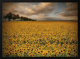Golden Sunflower Field
