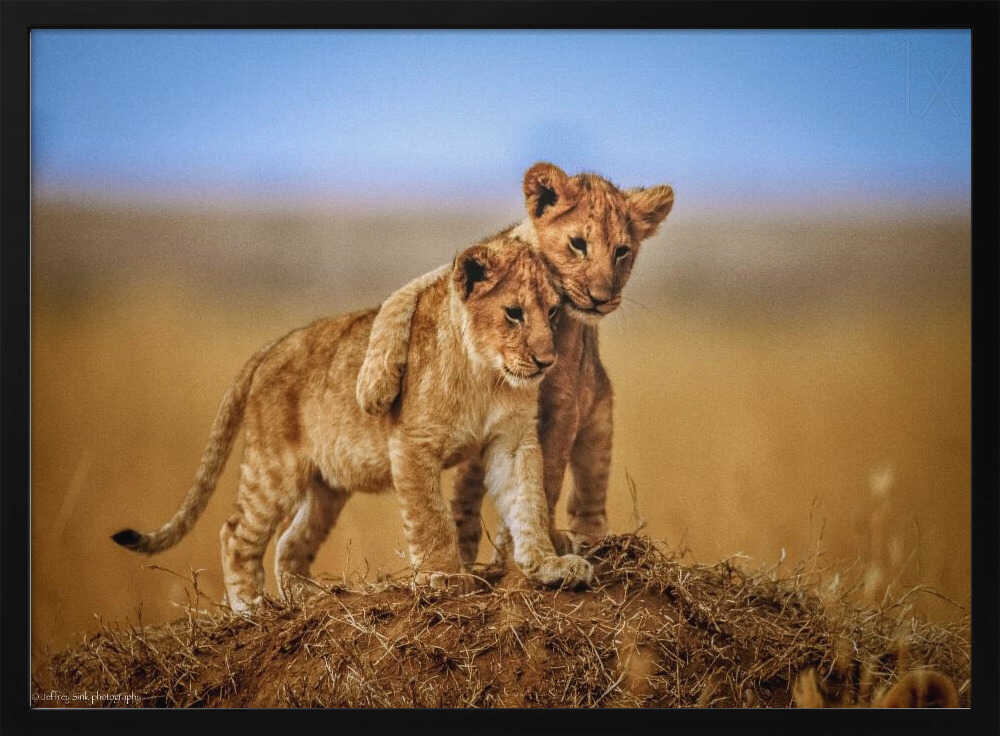 Playful Lion Cubs Art Print UK — Landscape Warm Wall Art — Nursery — Wall It All Prints