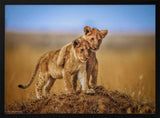 Playful Lion Cubs