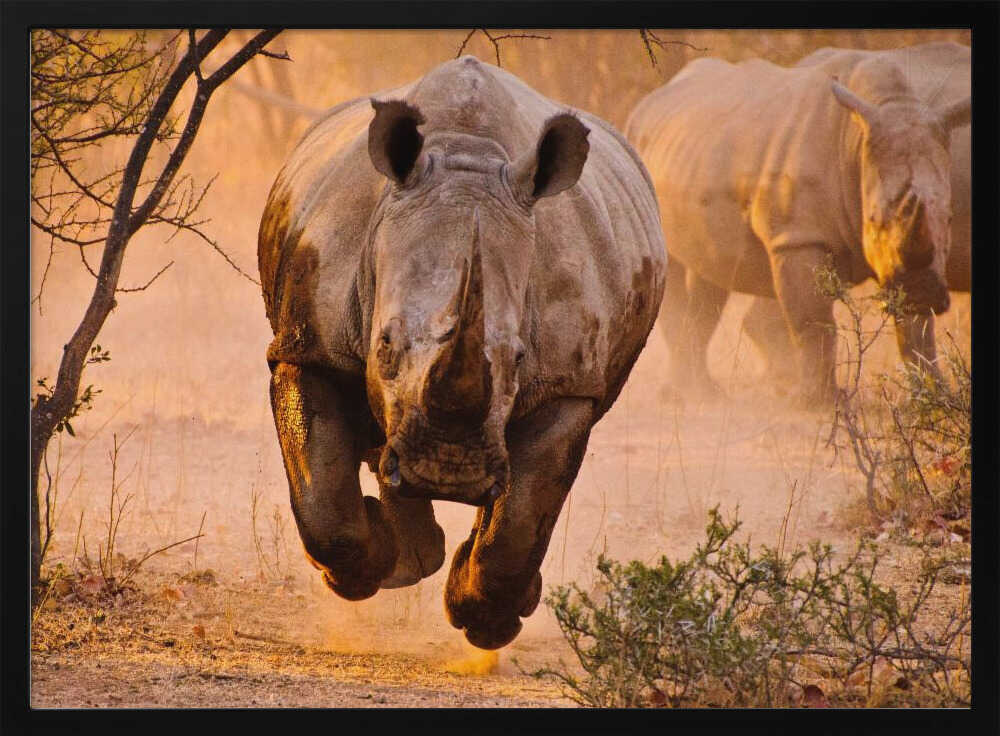 Running African Rhinos Art Print UK — Landscape Warm Wall Art — Living Room — Wall It All Prints