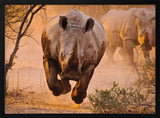 Running African Rhinos
