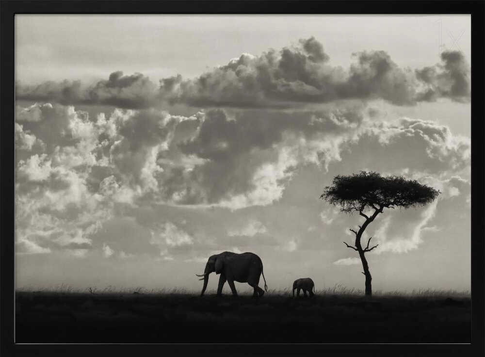 Elephant Family Safari Art Print UK — Dark Moody Calm Wall Art — Nursery — Wall It All Prints