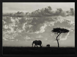 Elephant Family Safari