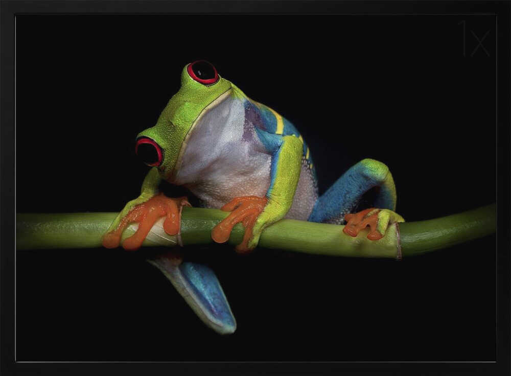 Vibrant Red-Eyed Frog Art Print UK — Animal Vibrant Wall Art — Living Room — Wall It All Prints