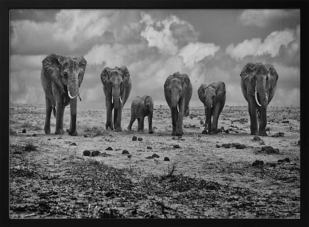 Savannah Elephant March Art Print UK — Animal Dark Wall Art — Nursery — Wall It All Prints