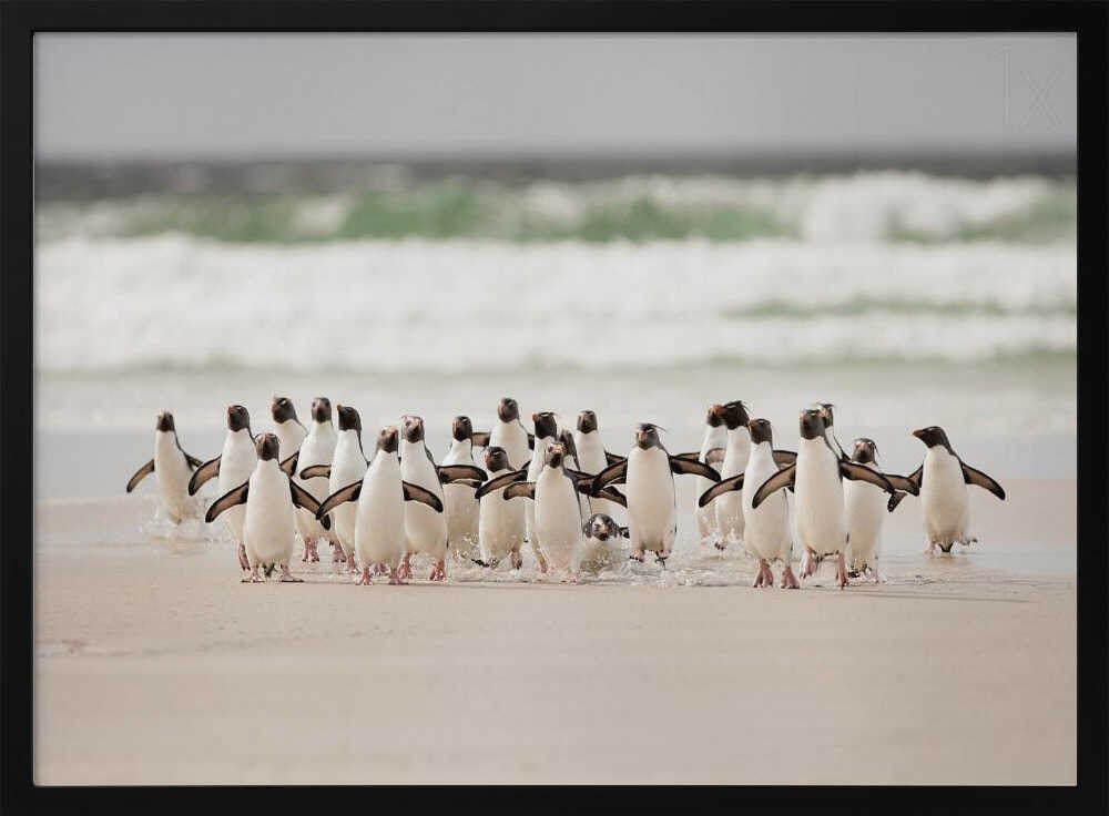 Wild Penguins on Shore Art Print UK — Landscape Vibrant Wall Art — Living Room — Wall It All Prints