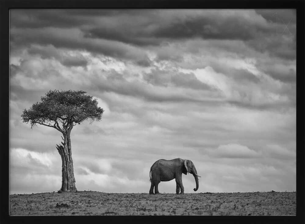 African Elephant Solitude Art Print UK — Dark Moody Calm Wall Art — Living Room — Wall It All Prints