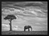 African Elephant Solitude