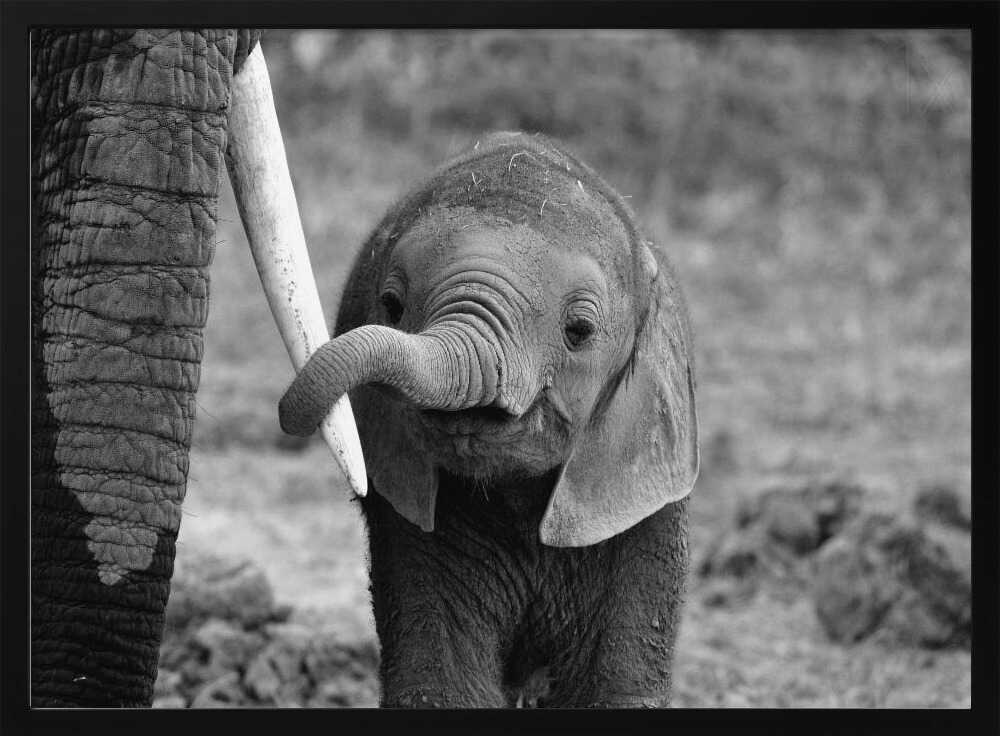 Curious Baby Elephant Art Print UK — Portrait Dark Wall Art — Nursery — Wall It All Prints