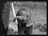 Curious Baby Elephant