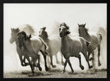 Galloping Wild Horses