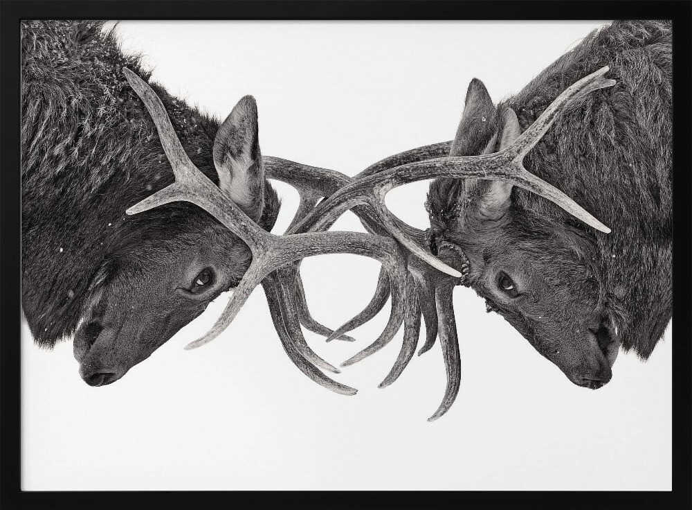 Intense Elk Battle Art Print UK — Dark Moody Dark Wall Art — Living Room — Wall It All Prints