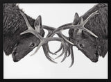 Intense Elk Battle
