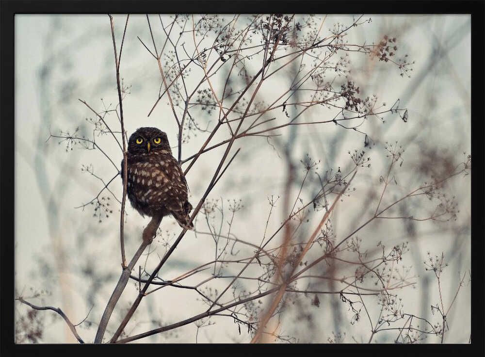 Watchful Little Owl Art Print UK — Portrait Vibrant Wall Art — Bedroom — Wall It All Prints