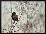 Watchful Little Owl