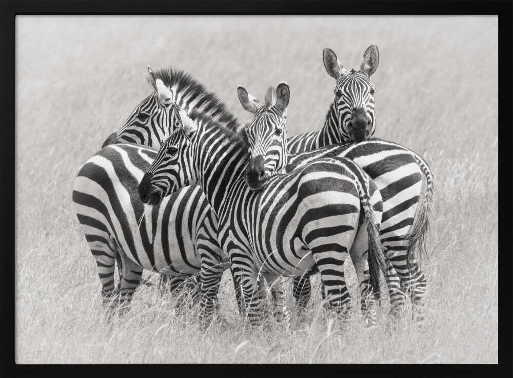 Wild Zebra Herd Art Print UK — Abstract Dark Wall Art — Living Room — Wall It All Prints