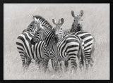 Wild Zebra Herd