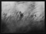 Misty Flight Through Reeds Art Print UK — Abstract Calm Wall Art — Living Room — Wall It All Prints