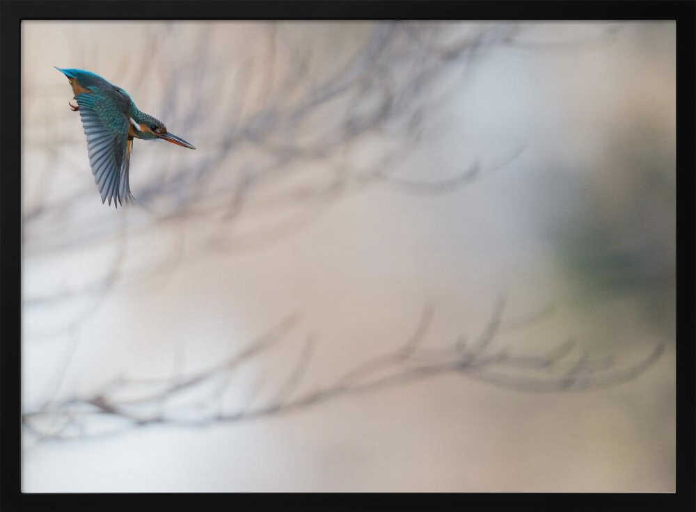 Flying Kingfisher Art Print UK — Animal Vibrant Wall Art — Living Room — Wall It All Prints