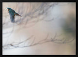Flying Kingfisher Art Print UK — Animal Vibrant Wall Art — Living Room — Wall It All Prints