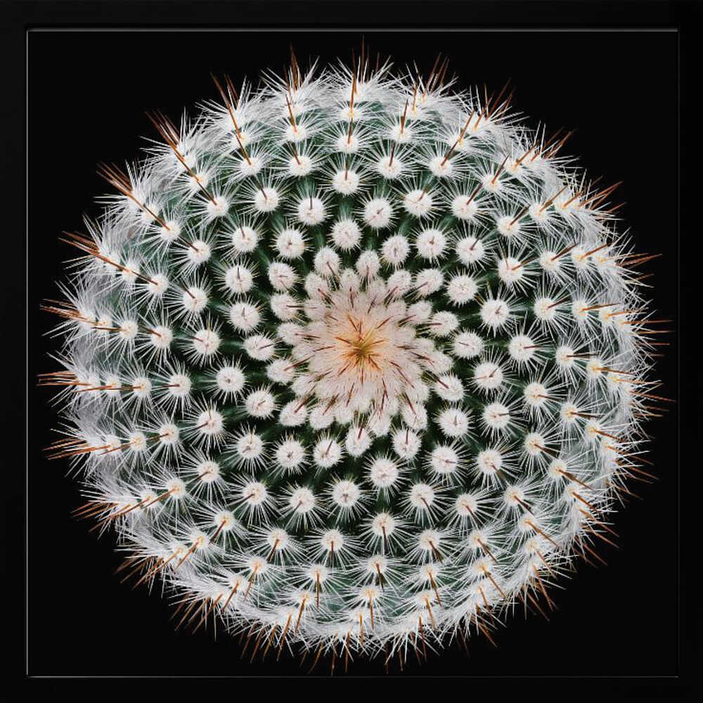 Cactus Spines Geometry Art Print UK — Botanical Vibrant Wall Art — Office — Wall It All Prints