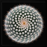 Cactus Spines Geometry