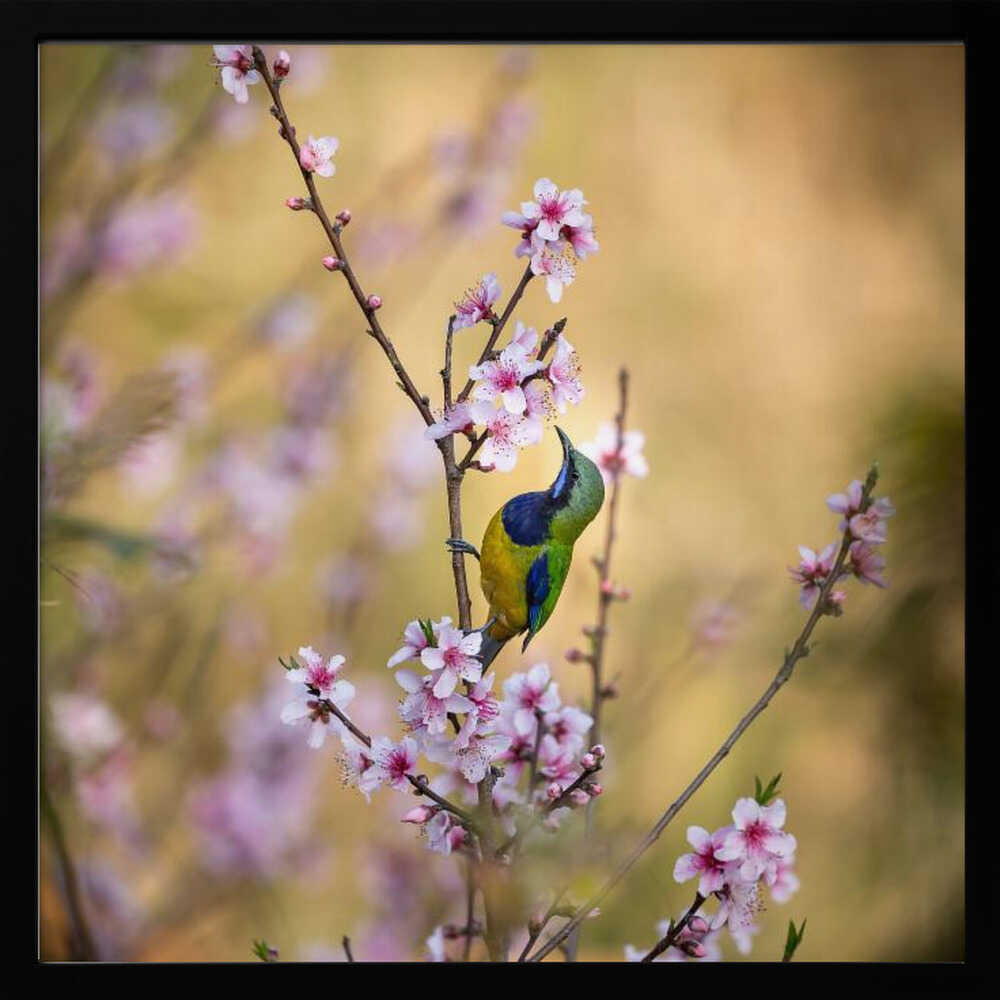Bird Among Blossoms Art Print UK — Botanical Vibrant Wall Art — Living Room — Wall It All Prints