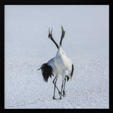 Japanese Cranes Courtship Dance Art Print UK — Japanese Dark Wall Art — Living Room — Wall It All Prints