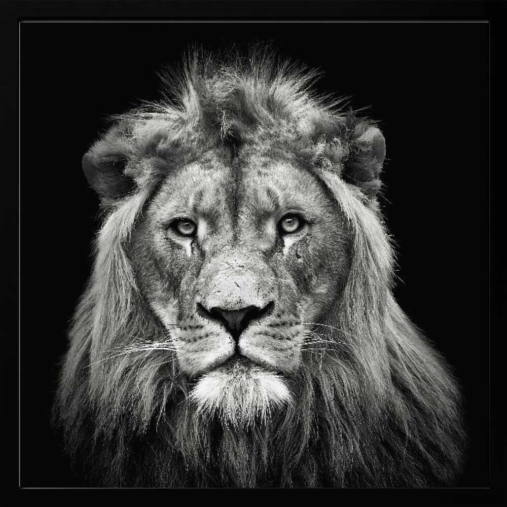 Majestic Lion Portrait Art Print UK — Portrait Dark Wall Art — Living Room — Wall It All Prints