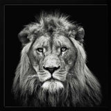 Majestic Lion Portrait