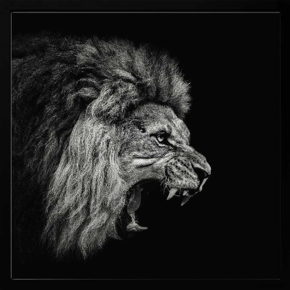 Fierce Roaring Lion