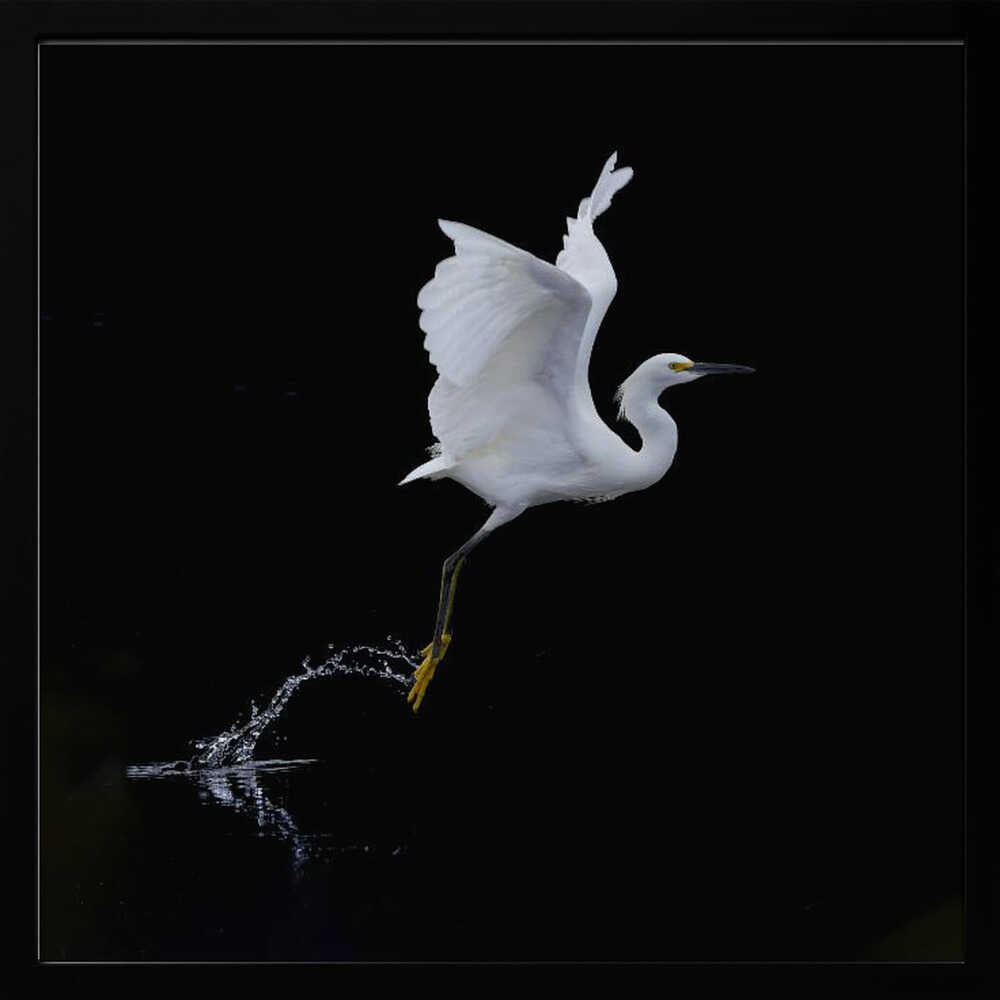 Graceful Egret Takes Flight Art Print UK — Dark Moody Dark Wall Art — Office — Wall It All Prints