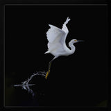 Graceful Egret Takes Flight Art Print UK — Dark Moody Dark Wall Art — Office — Wall It All Prints