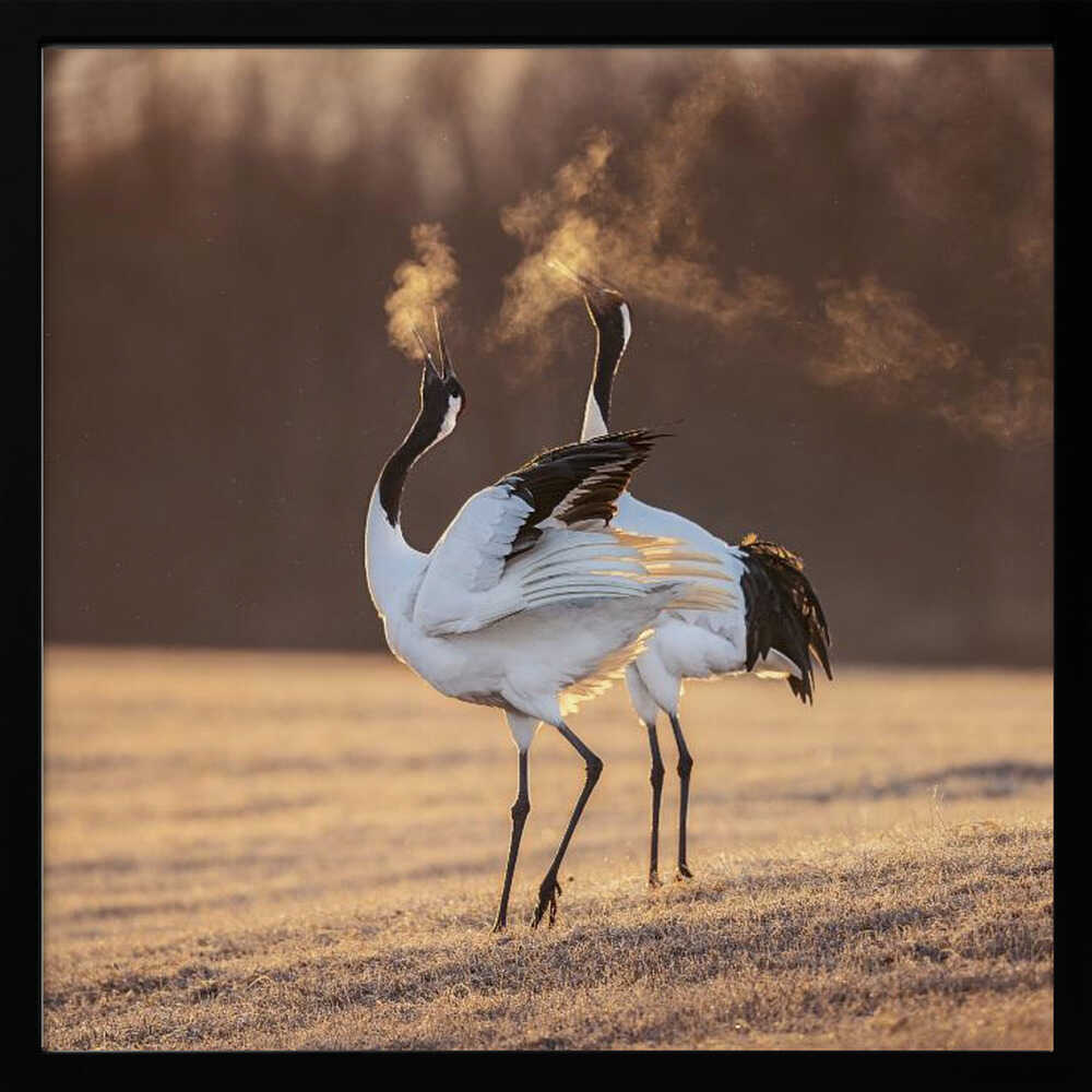 Cranes Golden Breath Art Print UK — Animal Calm Wall Art — Living Room — Wall It All Prints