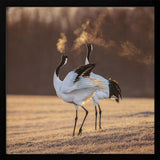 Cranes Golden Breath Art Print UK — Animal Calm Wall Art — Living Room — Wall It All Prints