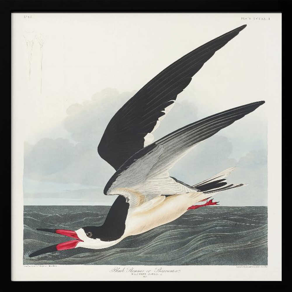 Black Skimmer From Birds of America (1827)