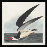 Black Skimmer From Birds of America (1827)