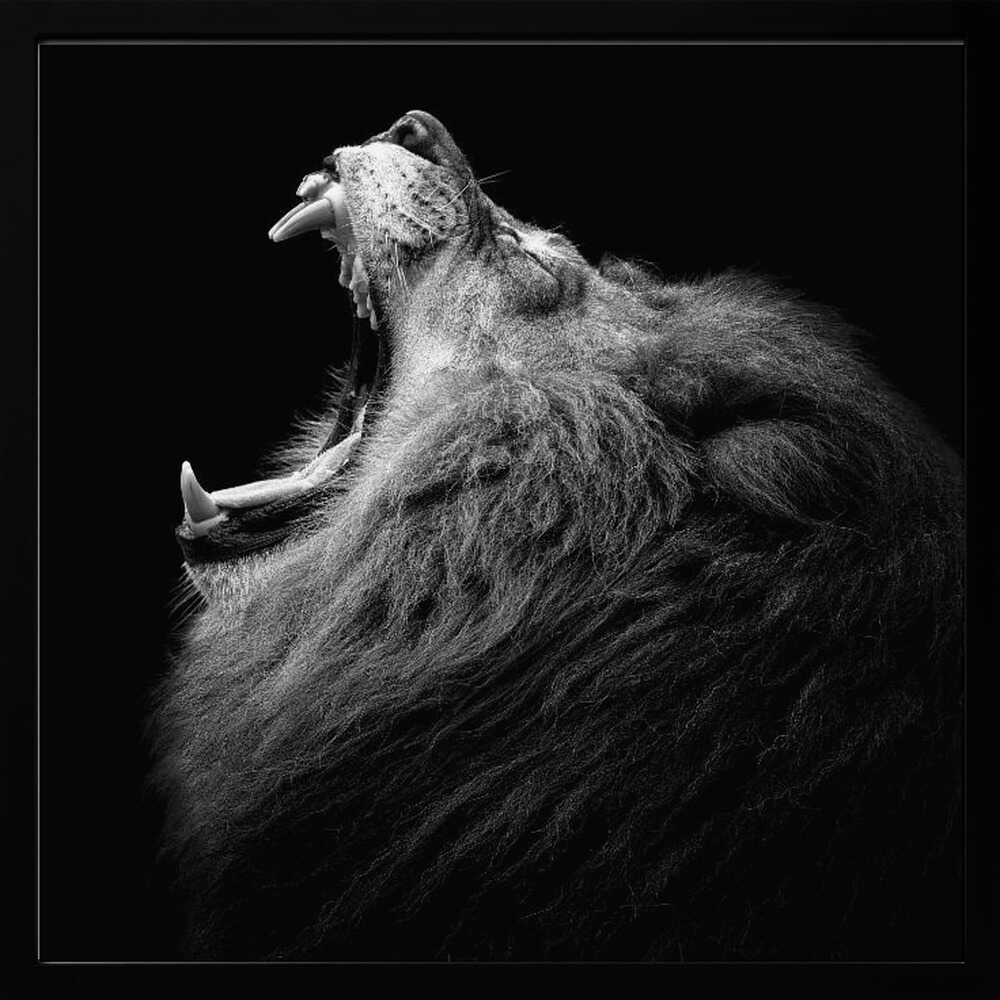 Majestic Roaring Lion Art Print UK — Dark Moody Dark Wall Art — Living Room — Wall It All Prints