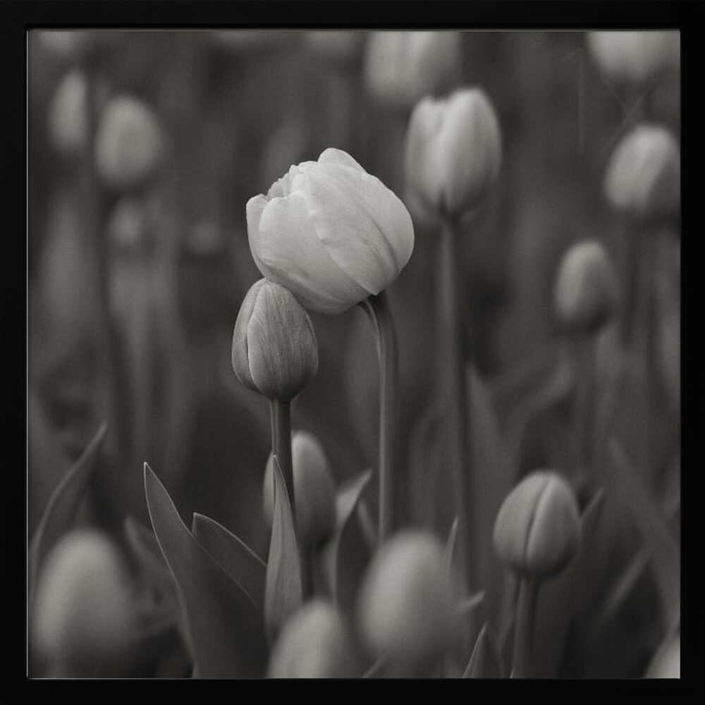Soft Black White Tulips Art Print UK — Botanical Calm Wall Art — Living Room — Wall It All Prints