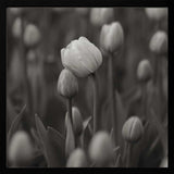 Soft Black White Tulips