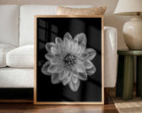Delicate Monochrome Dahlia