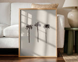 Tropical Palm Silhouettes