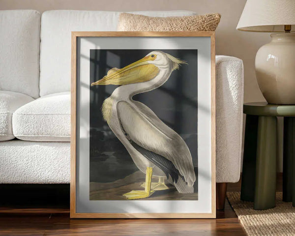 American White Pelican From Birds of America (1827) John James Audubon