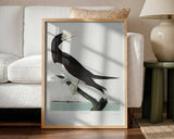 Booby Gannet From Birds of America (1827)