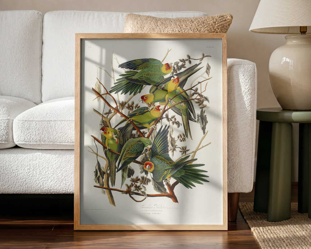 Carolina Parrot From Birds of America (1827)