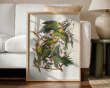 Carolina Parrot From Birds of America (1827)