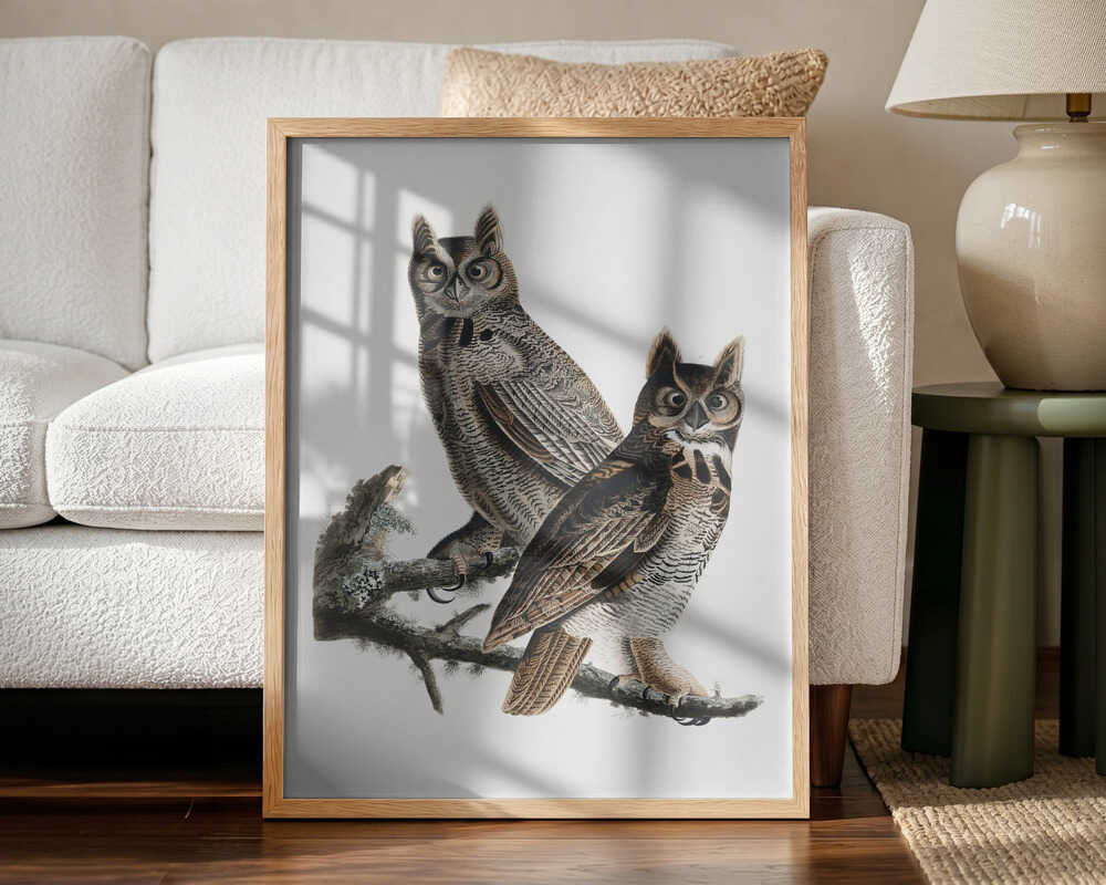 Great Horned Owl From Birds of America (1827)
